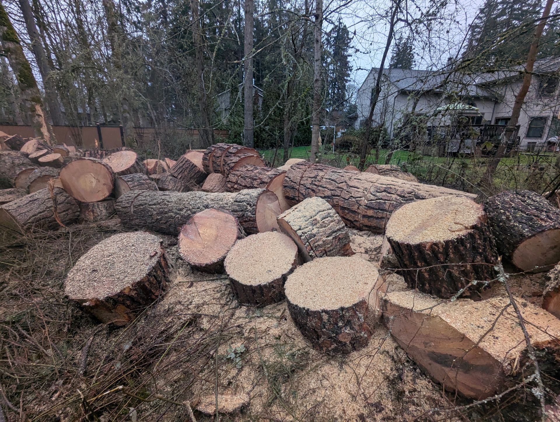 Stacked cut logs and freshly cut tree stumps in a wooded yard with houses in the background