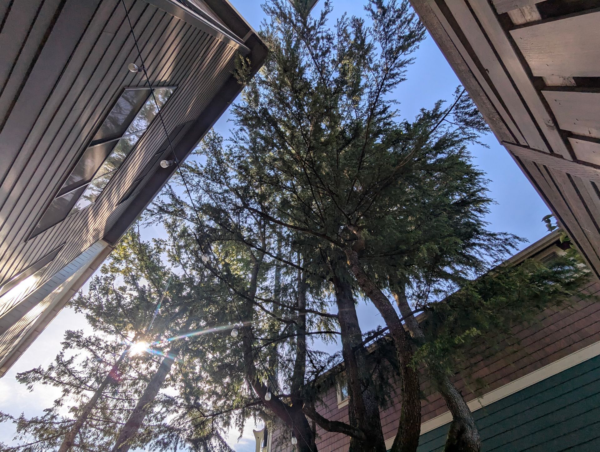 Looking up between tall trees and buildings, with sunlight filtering through the branches