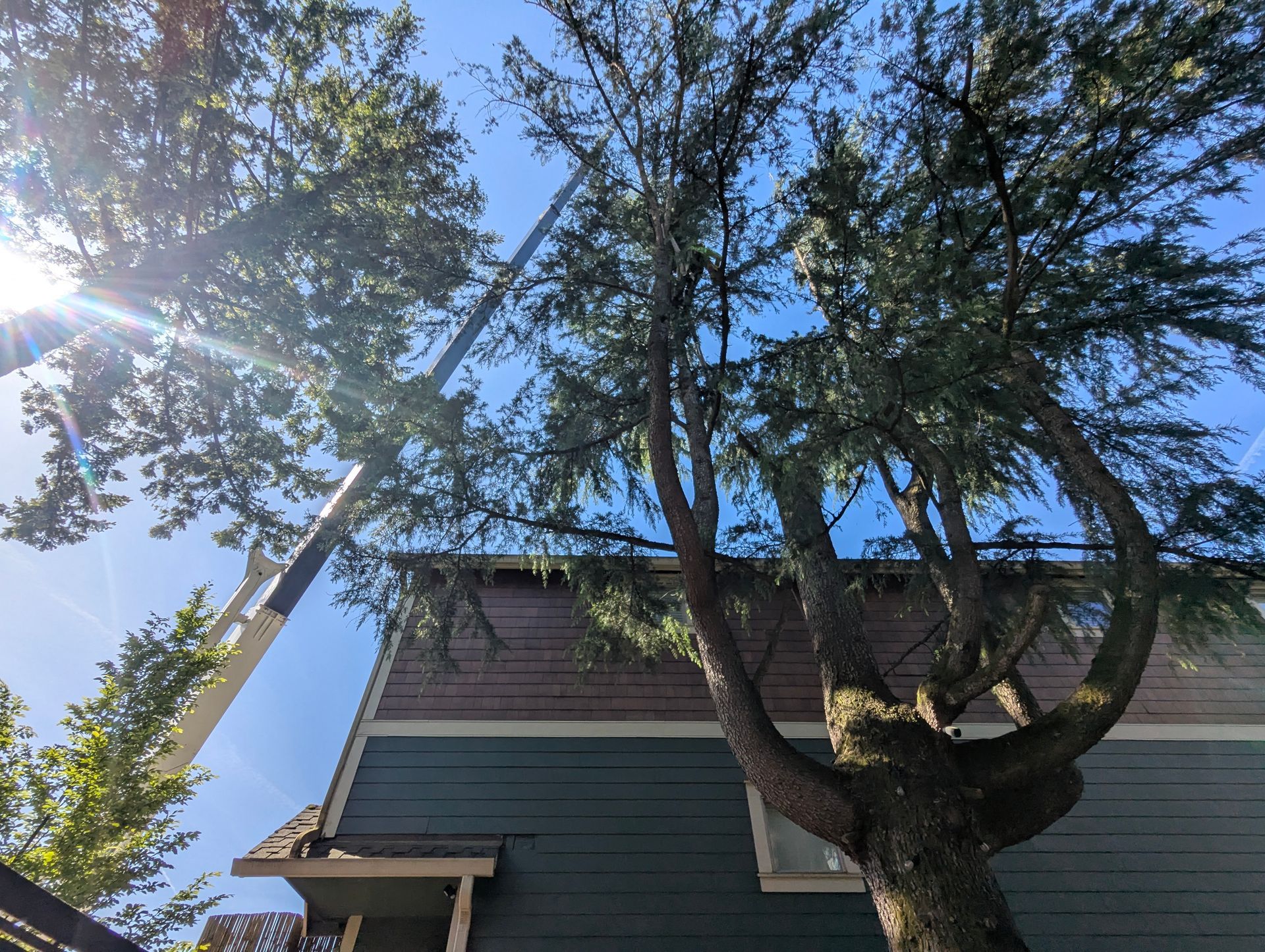 Tree beside a two-story house under a bright blue sky, with sunlight filtering through branches