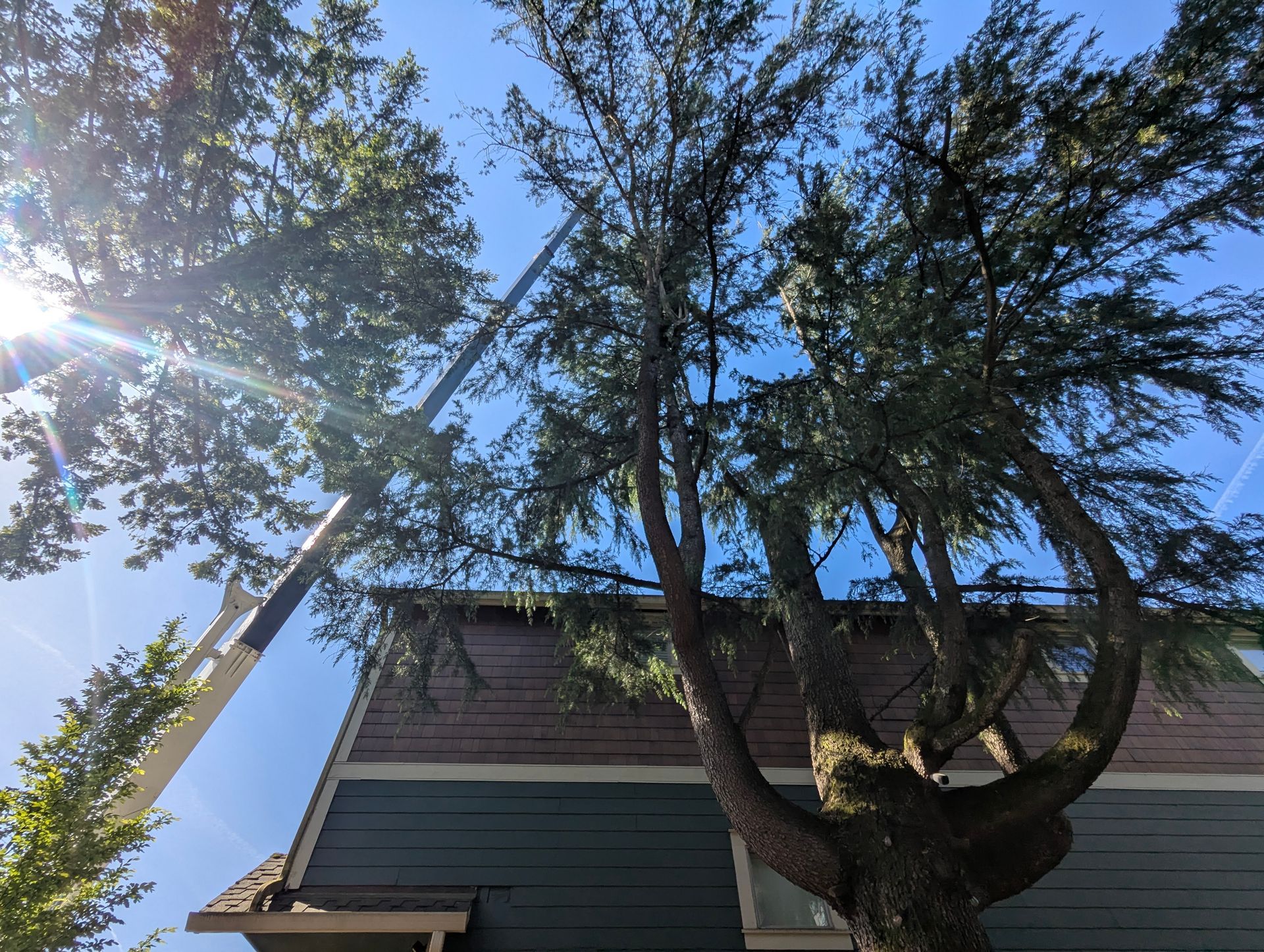 Sunlight through a leafy tree beside a house with a blue sky overhead