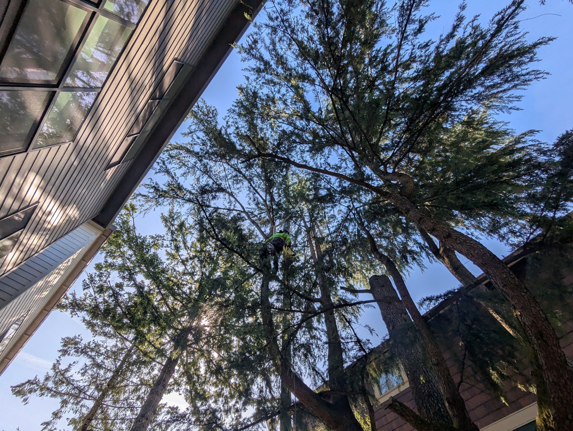 Tall trees and a building roofline against a clear blue sky, viewed upward from below.