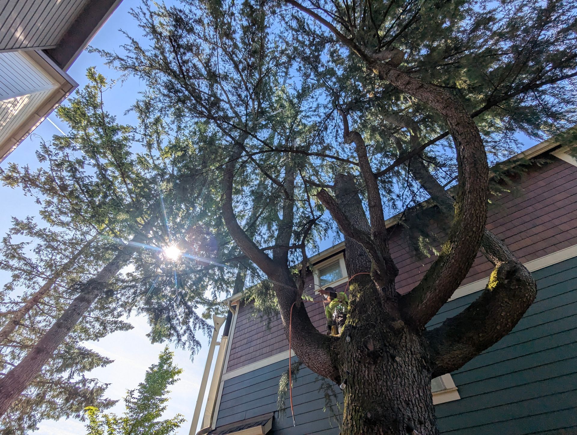 Large tree beside an apartment building with sunlight shining through the branches