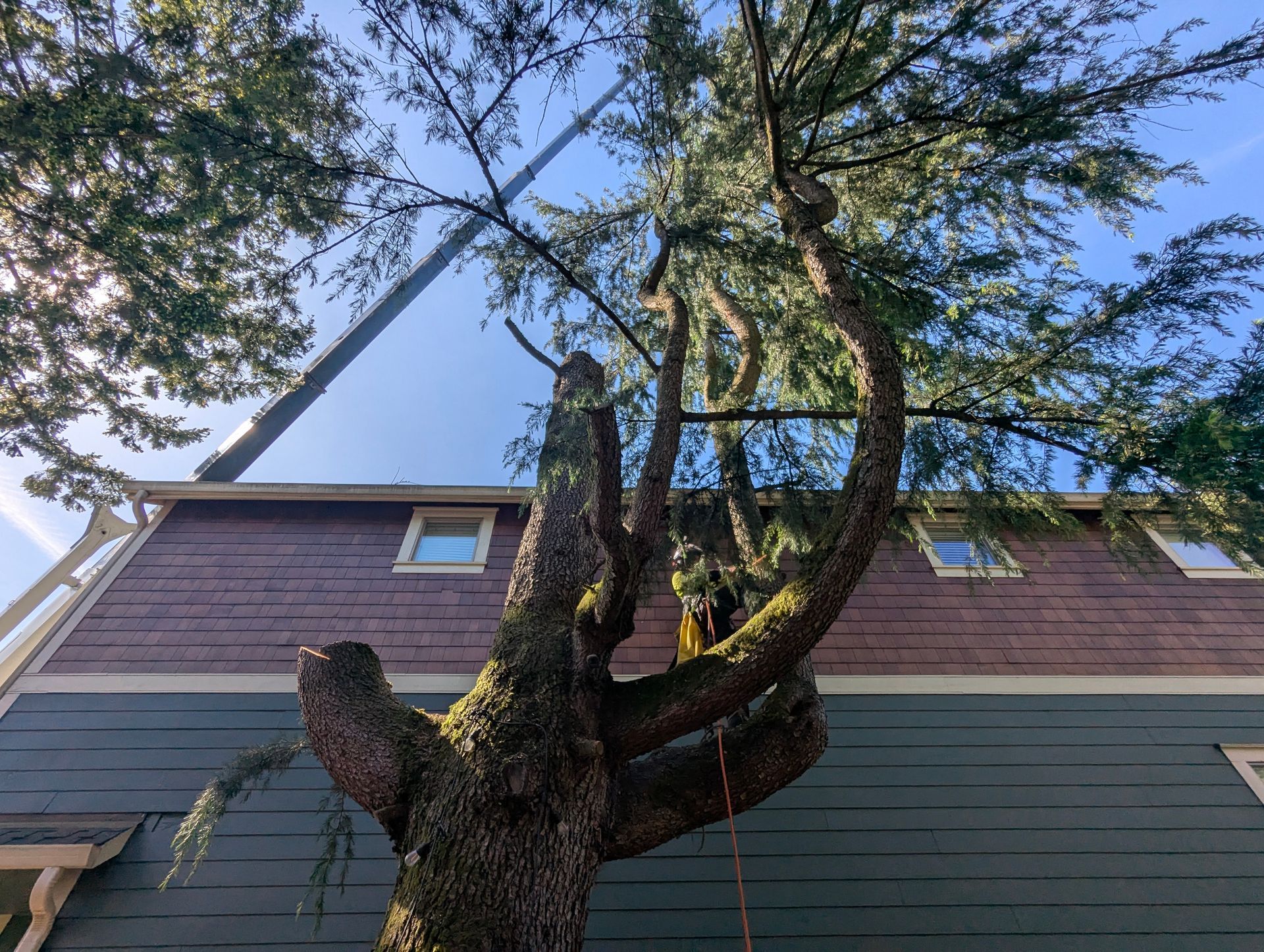 Tree branches framing a two-story house with brown and green siding, viewed from below against the sky