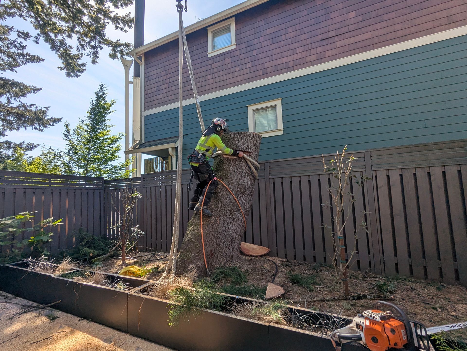 Worker in a neon vest cutting down a tree beside a fence and house in a backyard