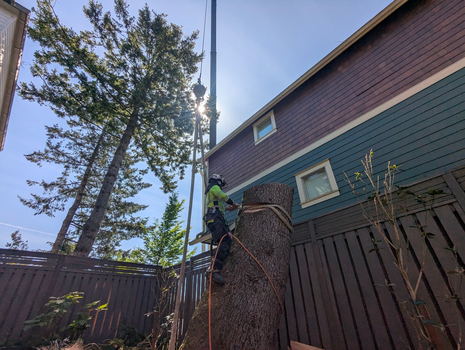 Worker on a ladder pruning a tall tree beside a house and wooden fence in a backyard