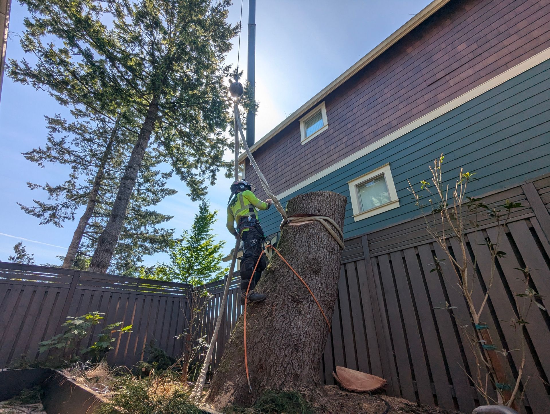 Worker in a safety harness trimming a tree beside a house and wooden fence