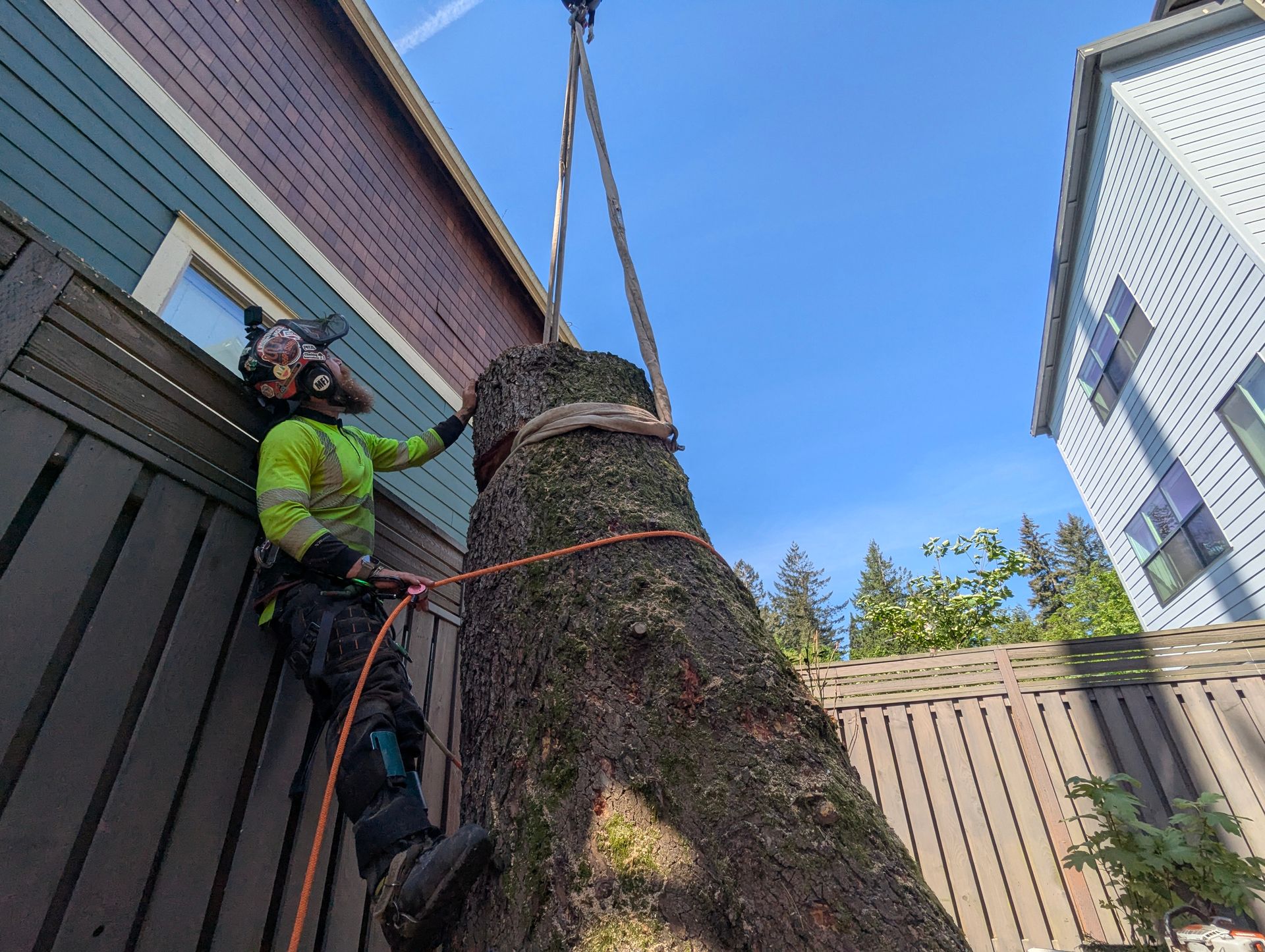 Worker in a green jacket climbing a rope to prune a large tree beside houses and a fence