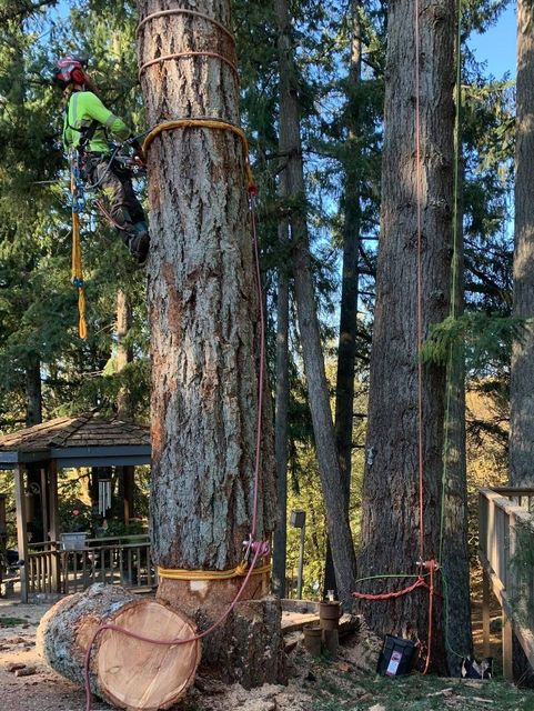 Worker in green safety gear climbing a tall pine tree for trimming in a wooded yard