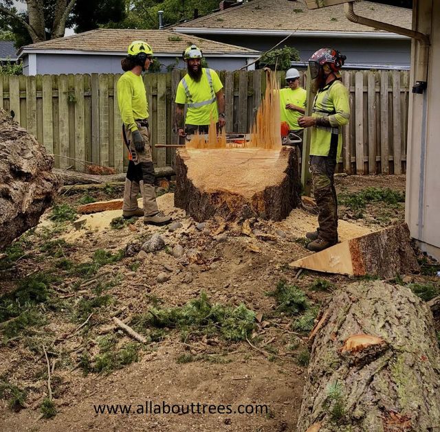 Workers in safety gear cut a large tree stump in a backyard with a chainsaw.