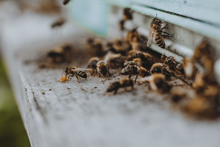 Bees on a wooden hive entrance, clustering around a small opening with blurred background.