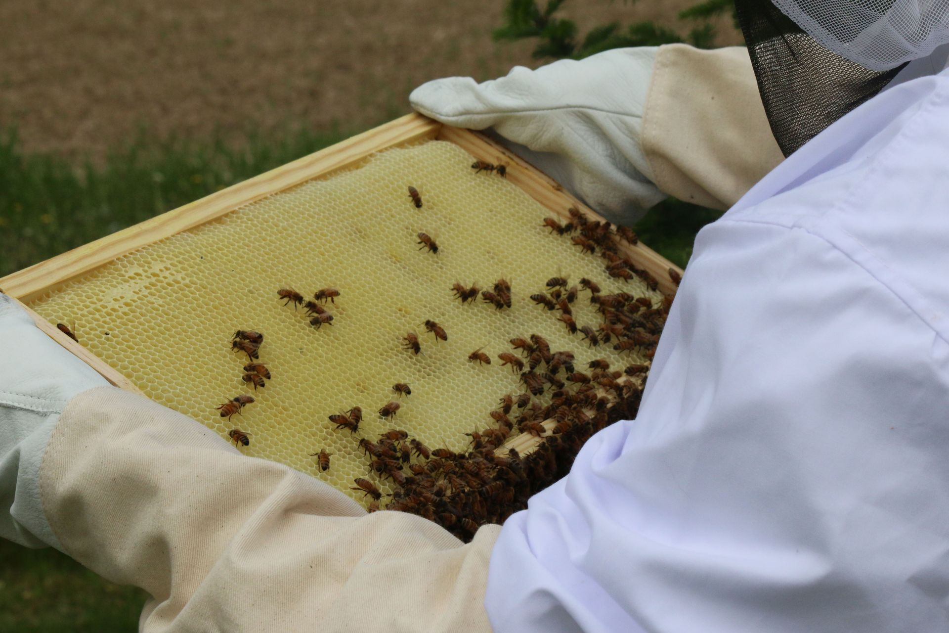 Bees flying around a wooden hive entrance in a sunlit outdoor setting