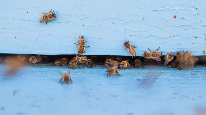Bees clustered around the entrance of a blue hive, with a few flying nearby.