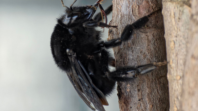 Close-up of a black bee clinging to tree bark, showing wings and legs.