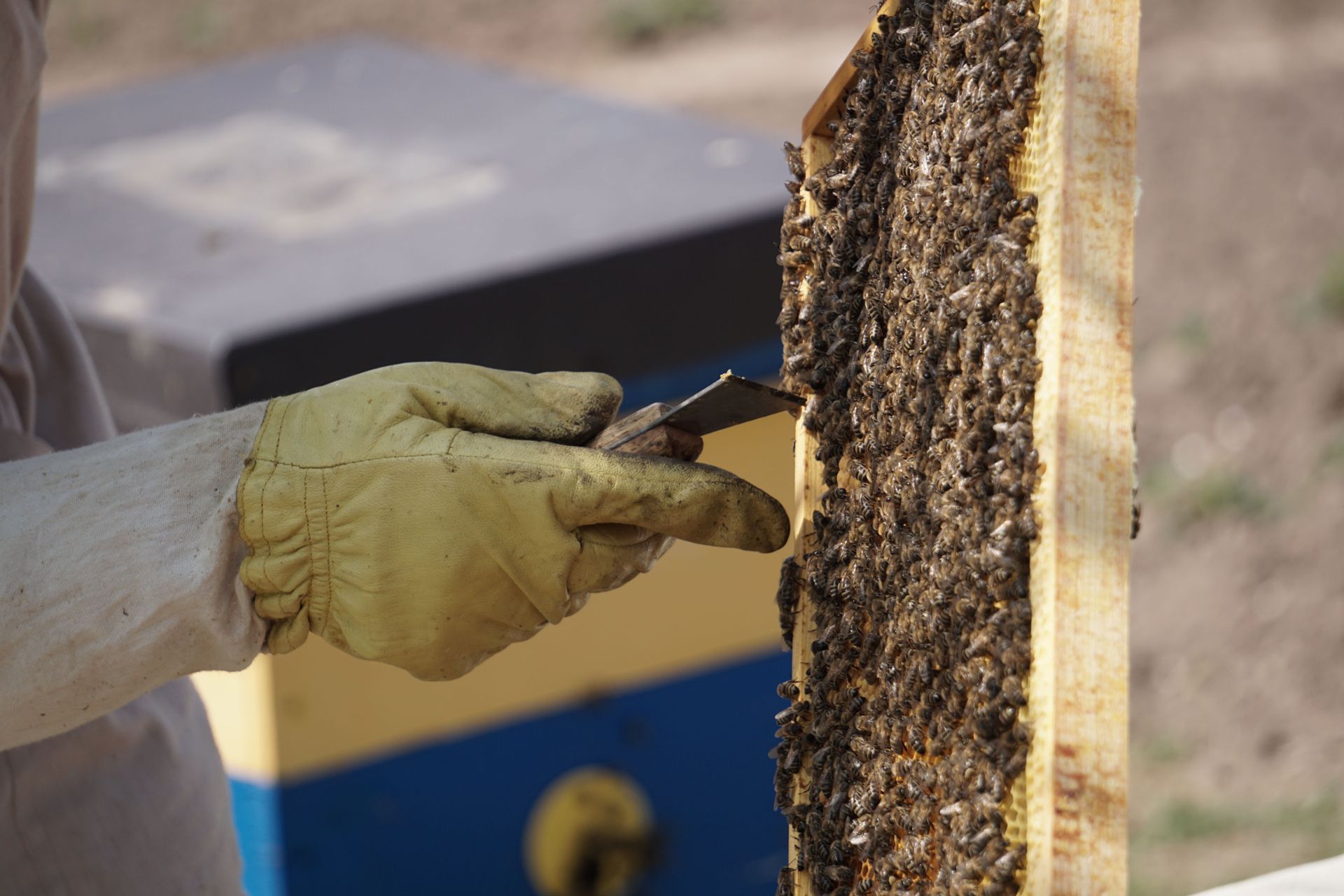 Gloved hand scraping honeycomb from a beehive frame outdoors