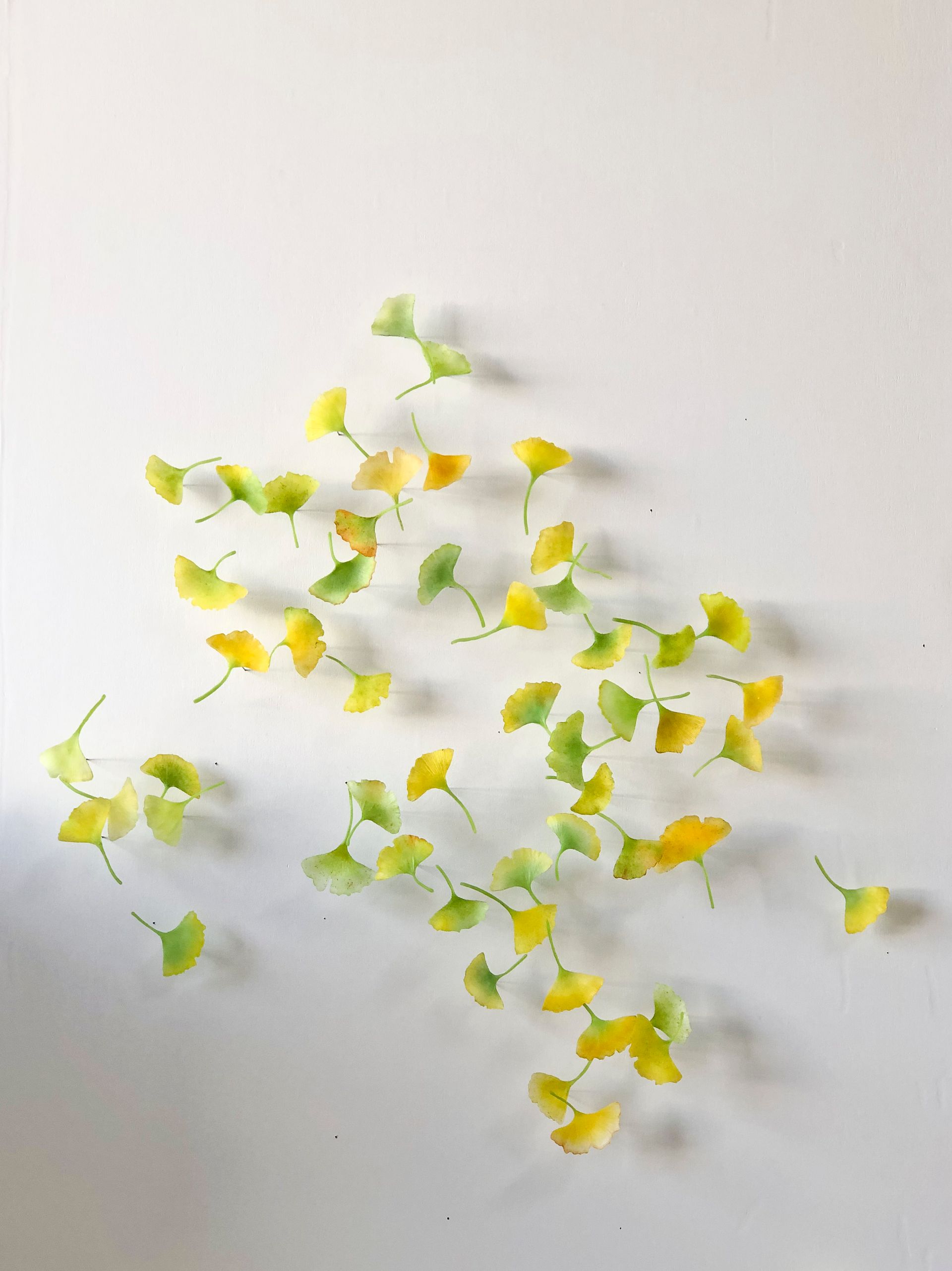 Yellow and green ginkgo leaves scattered on a white wall, forming an abstract arrangement.