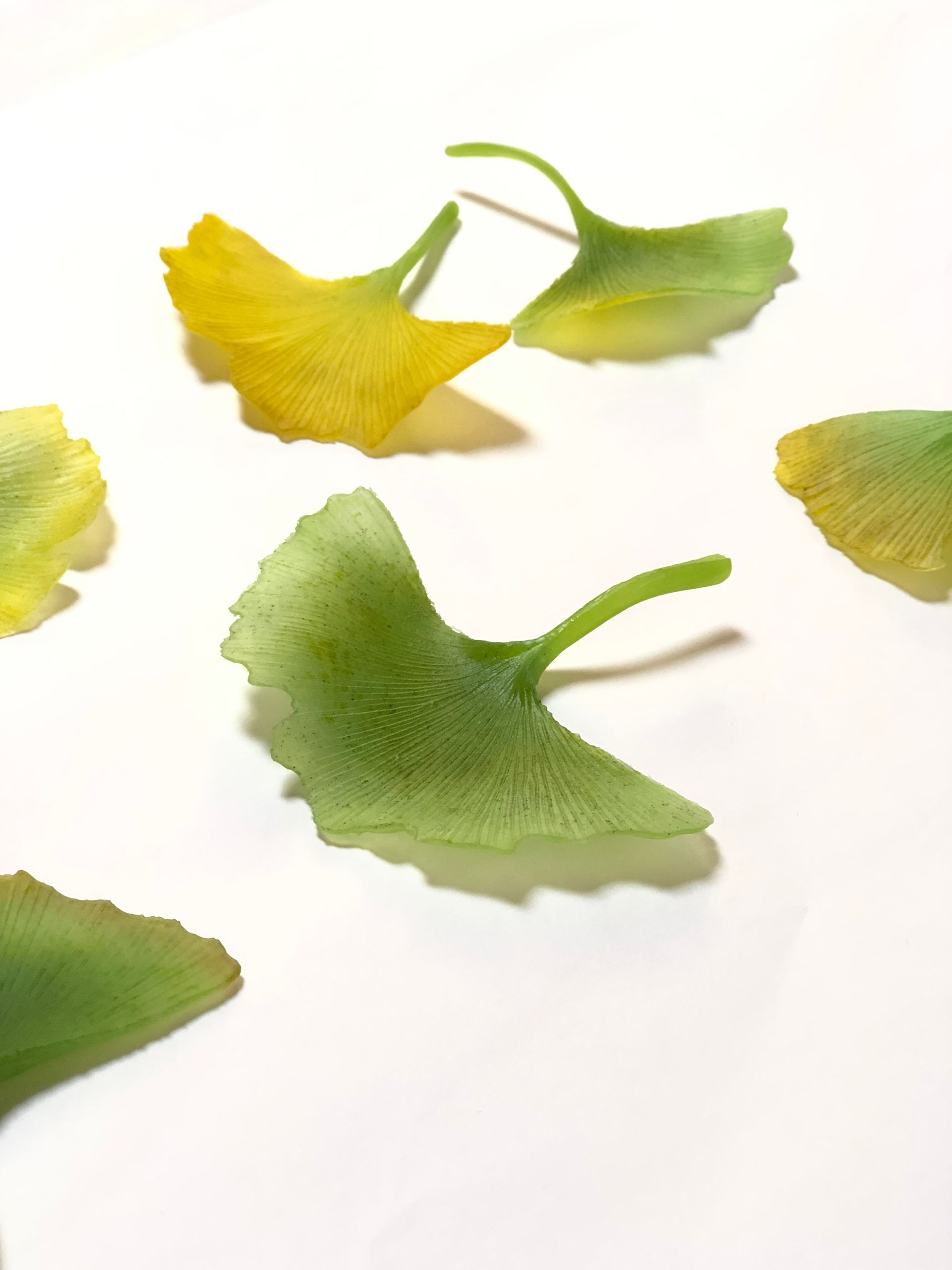 Ginkgo leaves, some green, others yellow, scattered on a white surface.