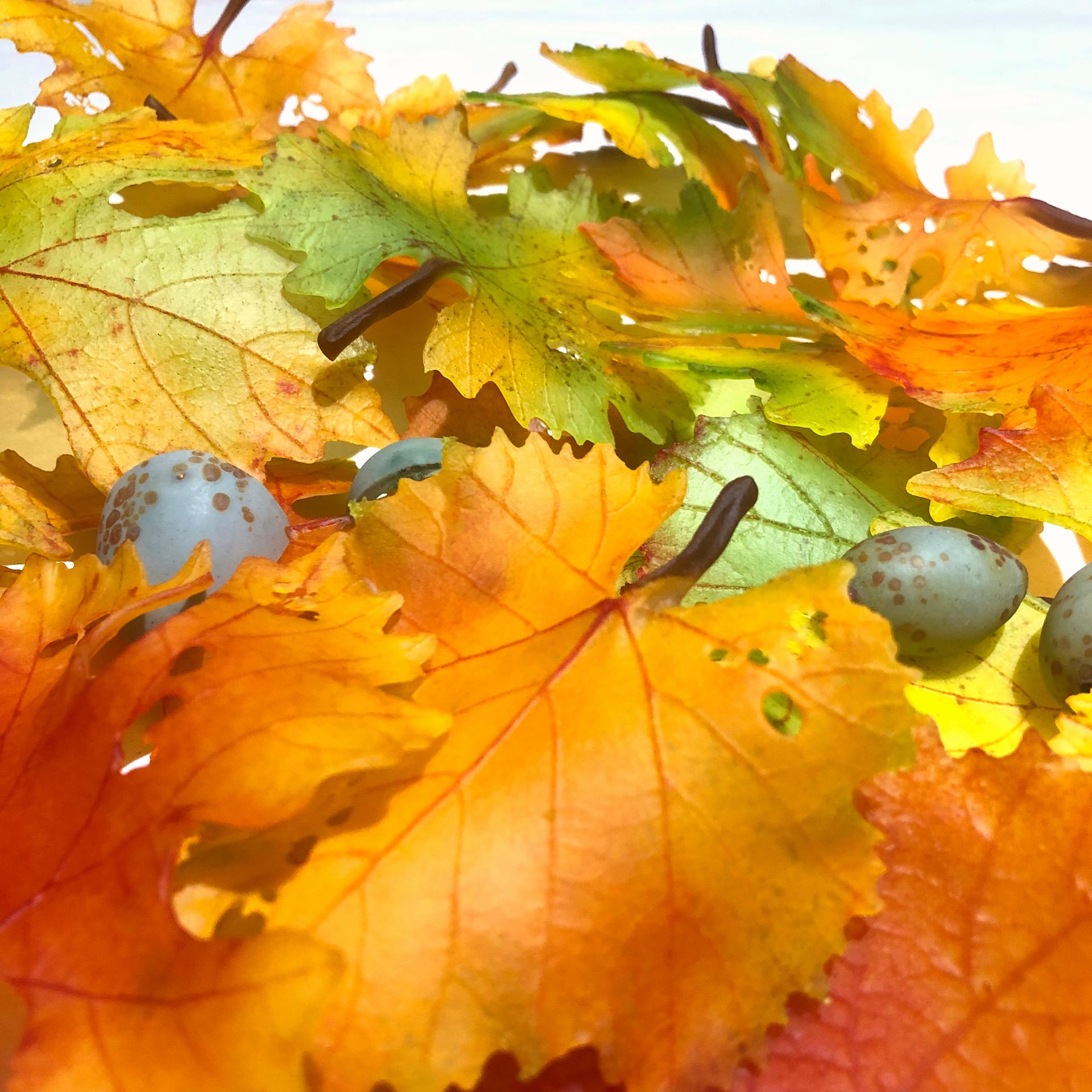 Close-up of vibrant fall leaves with shades of yellow, orange, and green; small speckled eggs are visible.