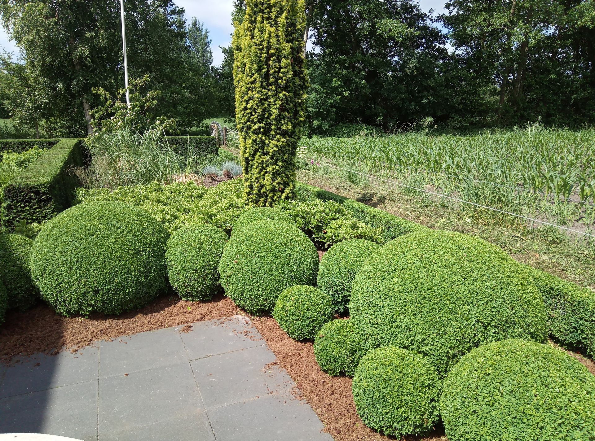 Groene, in vorm gesnoeide buxusbollen.