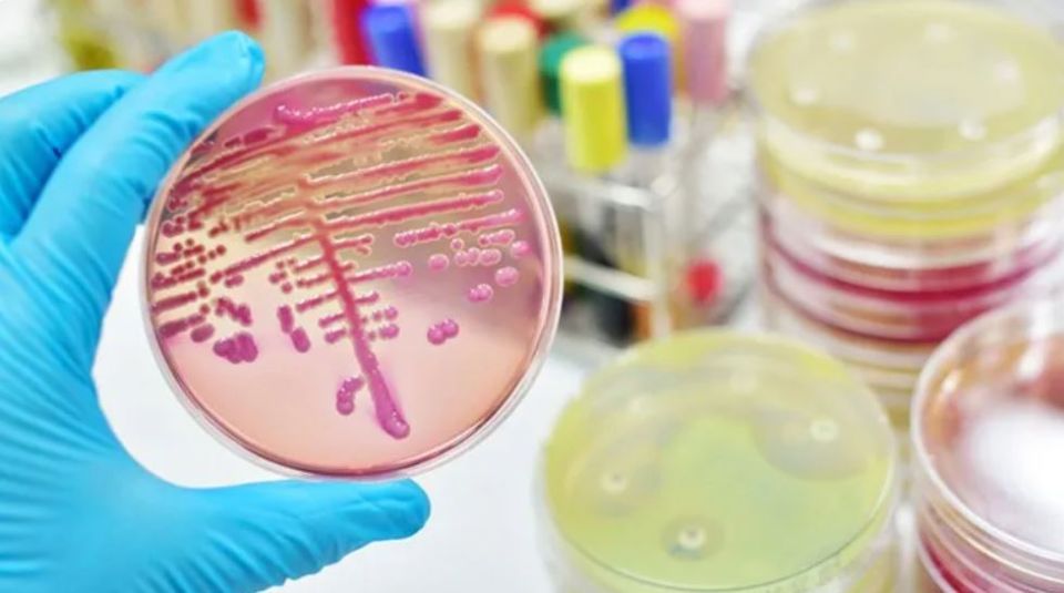 microbiologia