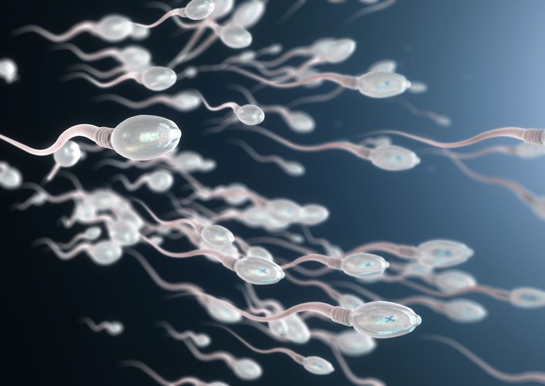 spermatozoi