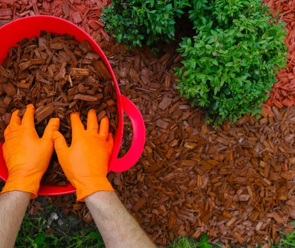 Person wearing orange gloves, spreading brown mulch around green plants from a red bucket.
