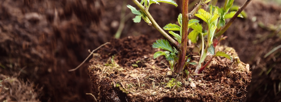 A small plant with green leaves in dark brown soil.