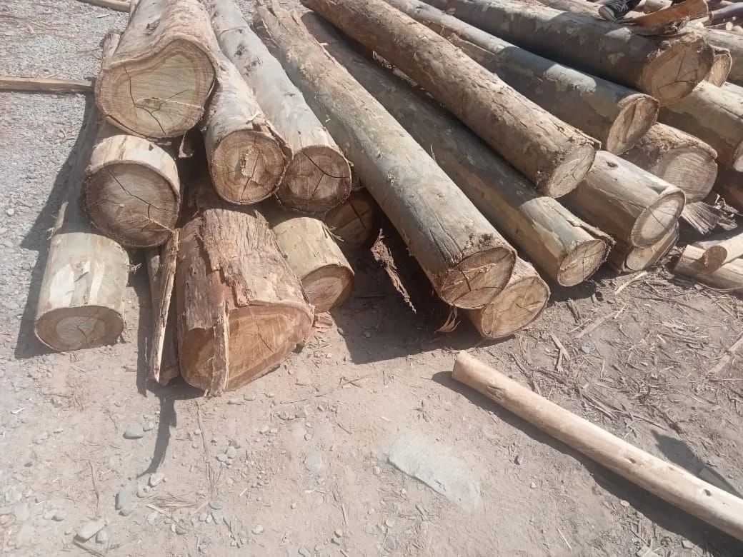 Troncos y ramas apilados sobre un suelo polvoriento al aire libre.