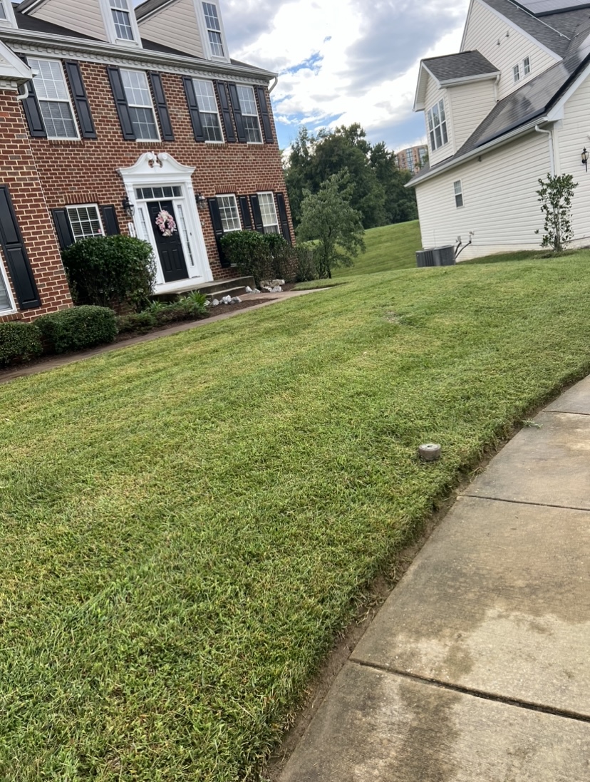 fresh cut sod weeks after our install