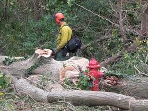 tree trimming expert