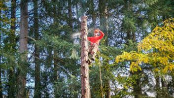 tree service expert