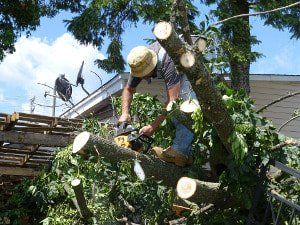 tree trimming