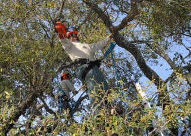 tree work