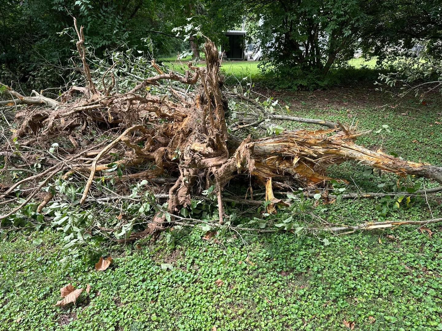 root damage to drain fields