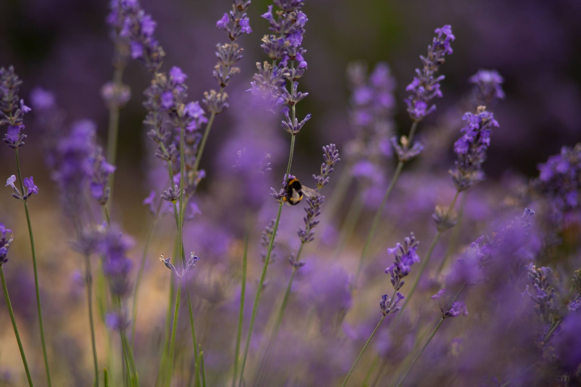 A bee on a lavender bush