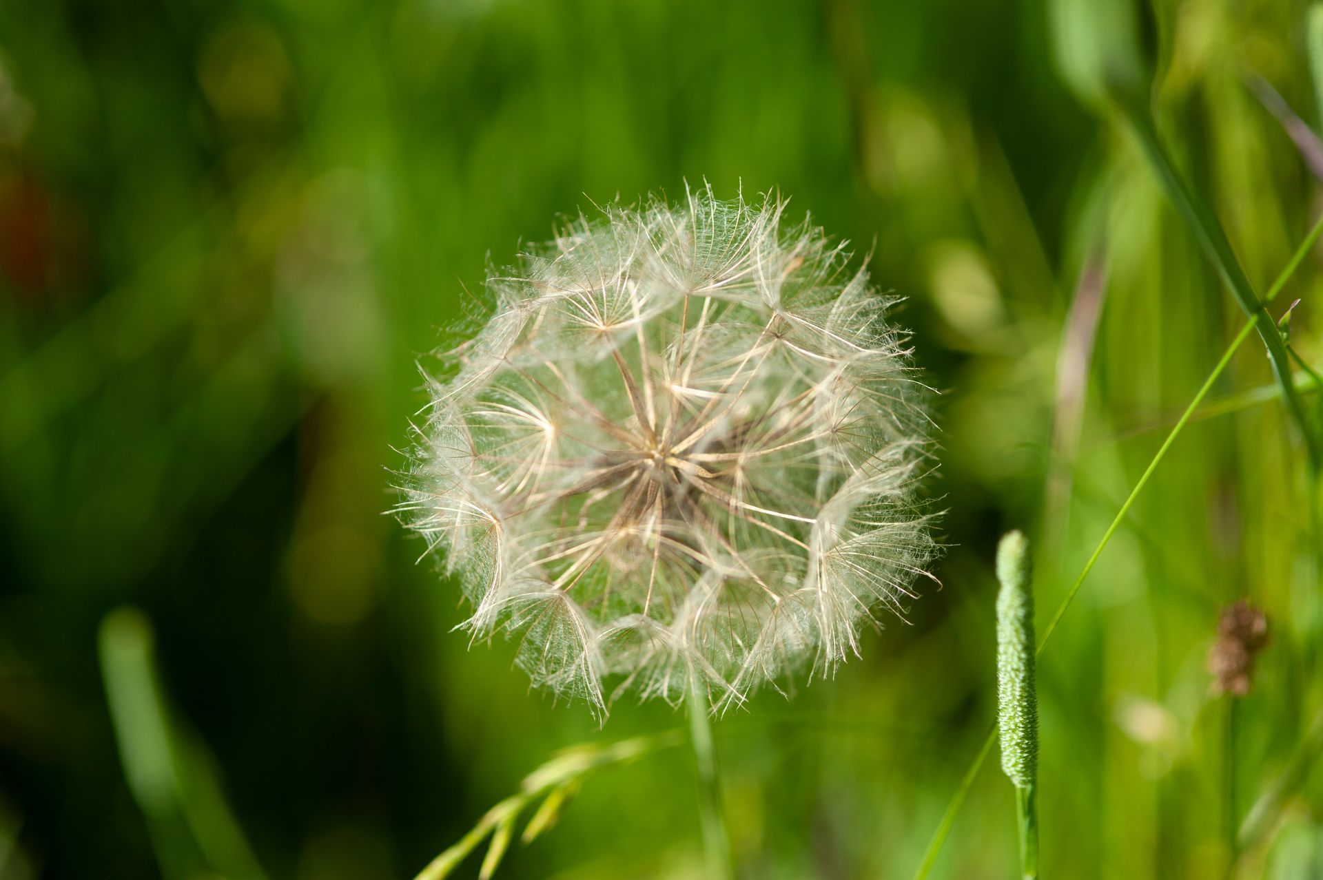 Close up of a dandelion 