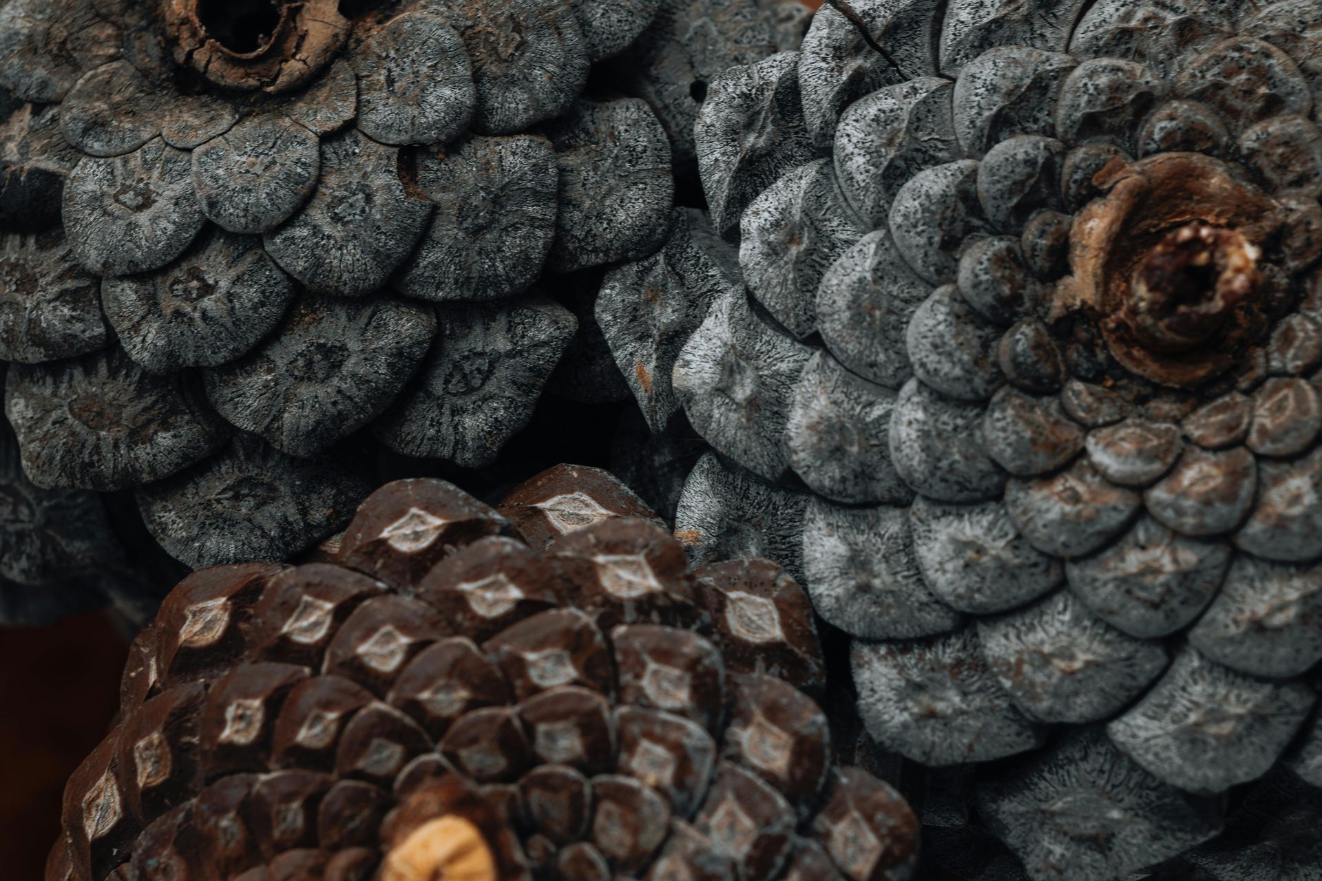 pine cone patterns
