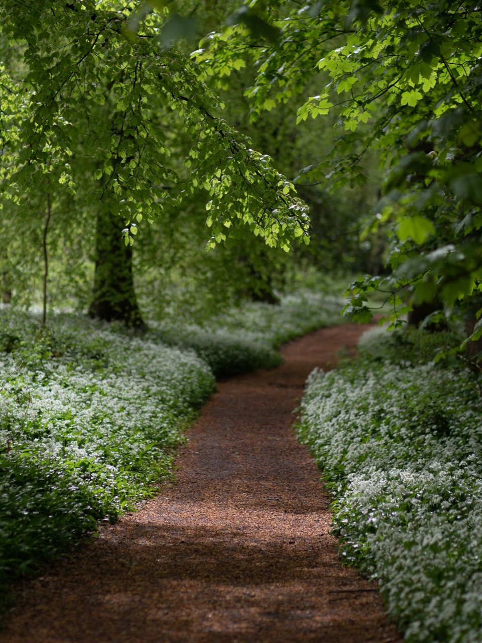 A forest path with wild garlic