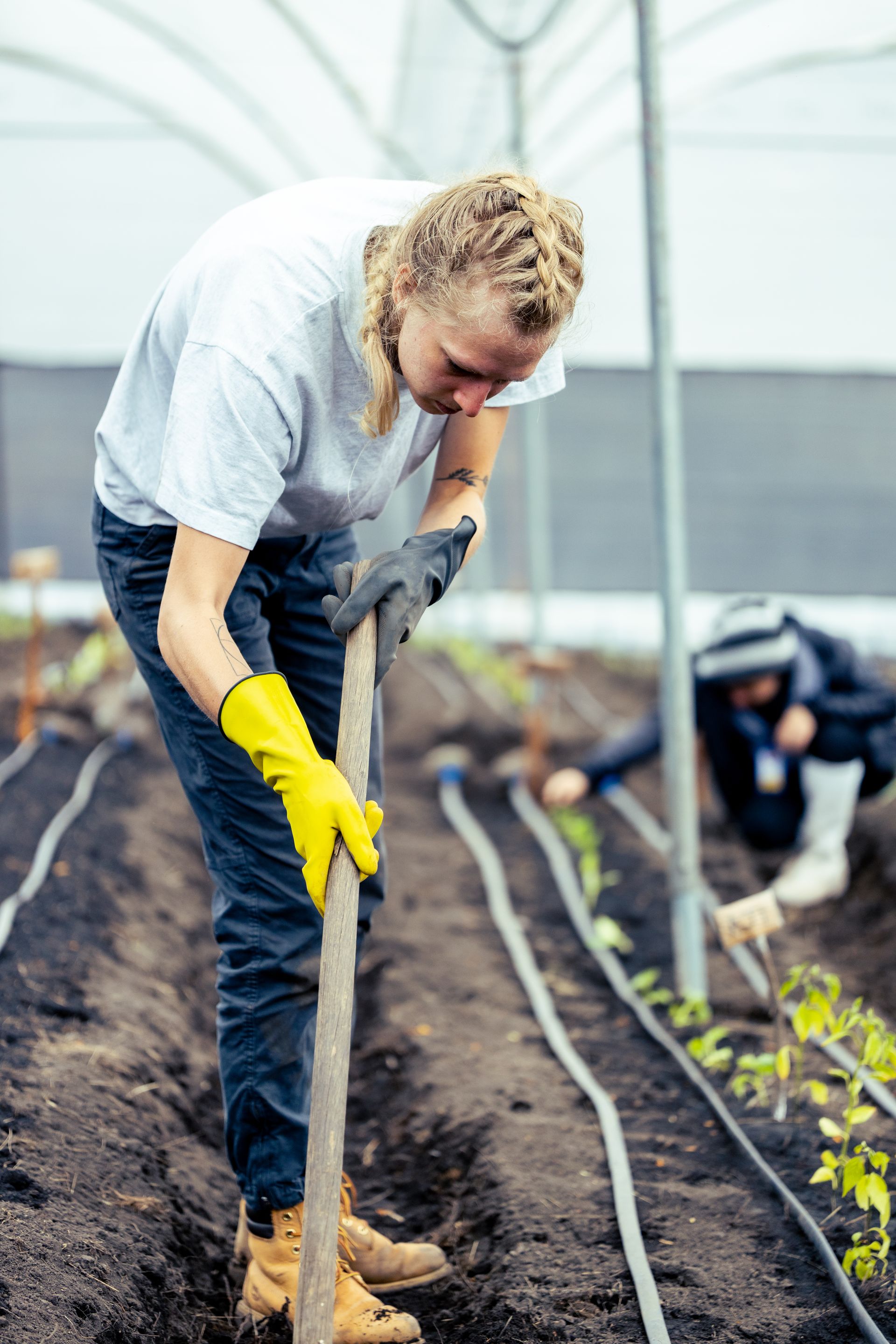 Person in yellow gloves gardening in a greenhouse, digging soil with a shovel