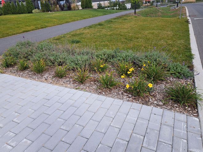 Parterre avec pavés gris au premier plan, bordure de plantes ornementales et fleurs jaunes, pelouse verte et chemin en arrière-plan