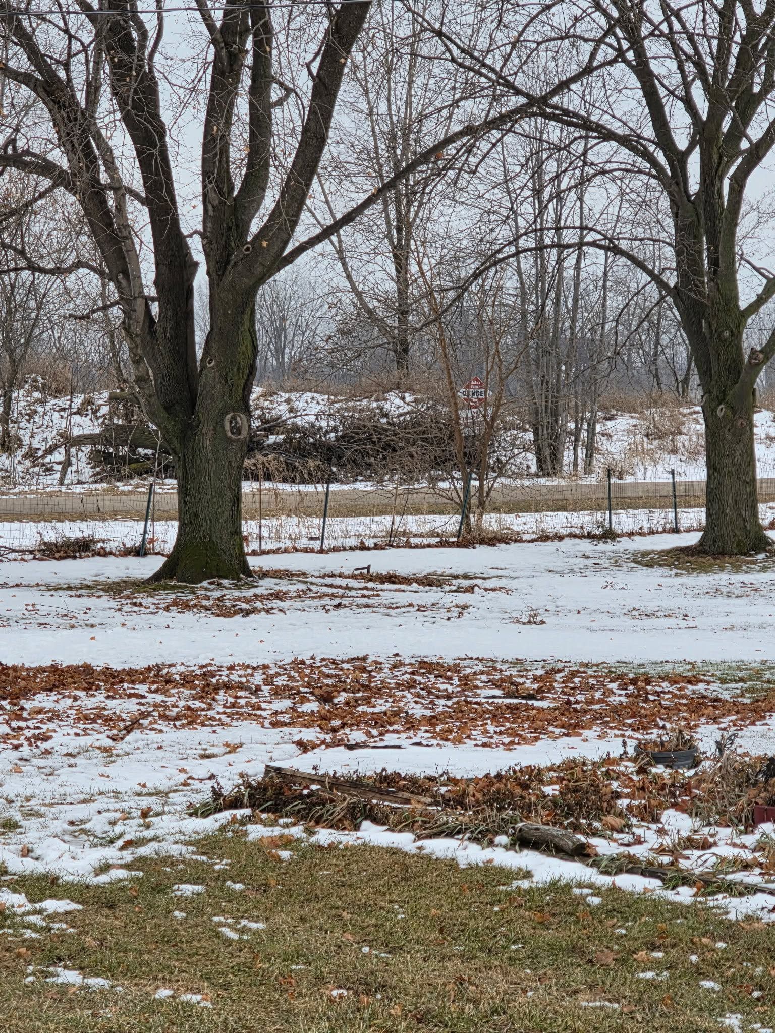 Snowy park with bare trees and patches of brown leaves on the ground