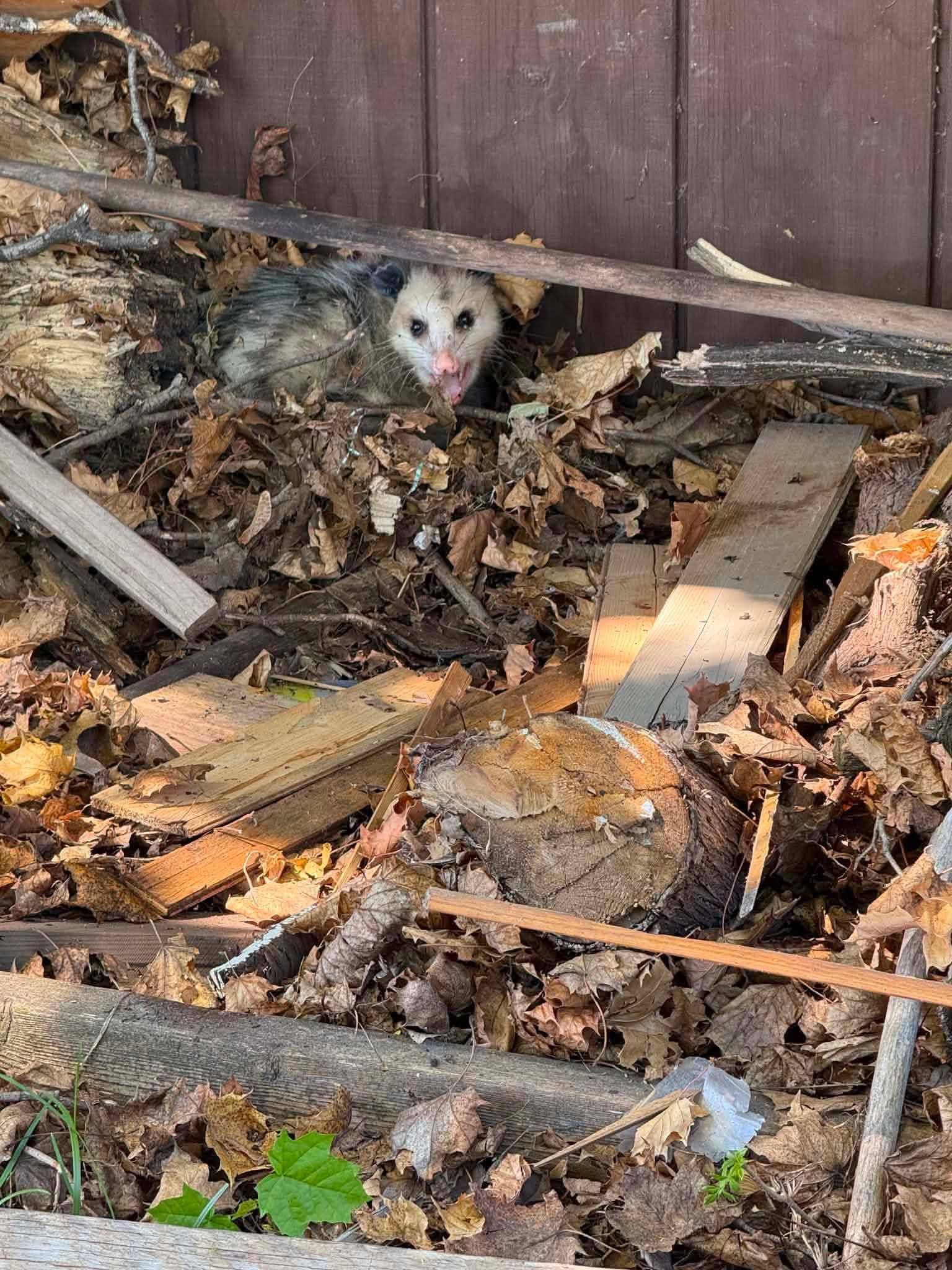 Small opossum peeking out from leaves and debris beside a wooden fence.
