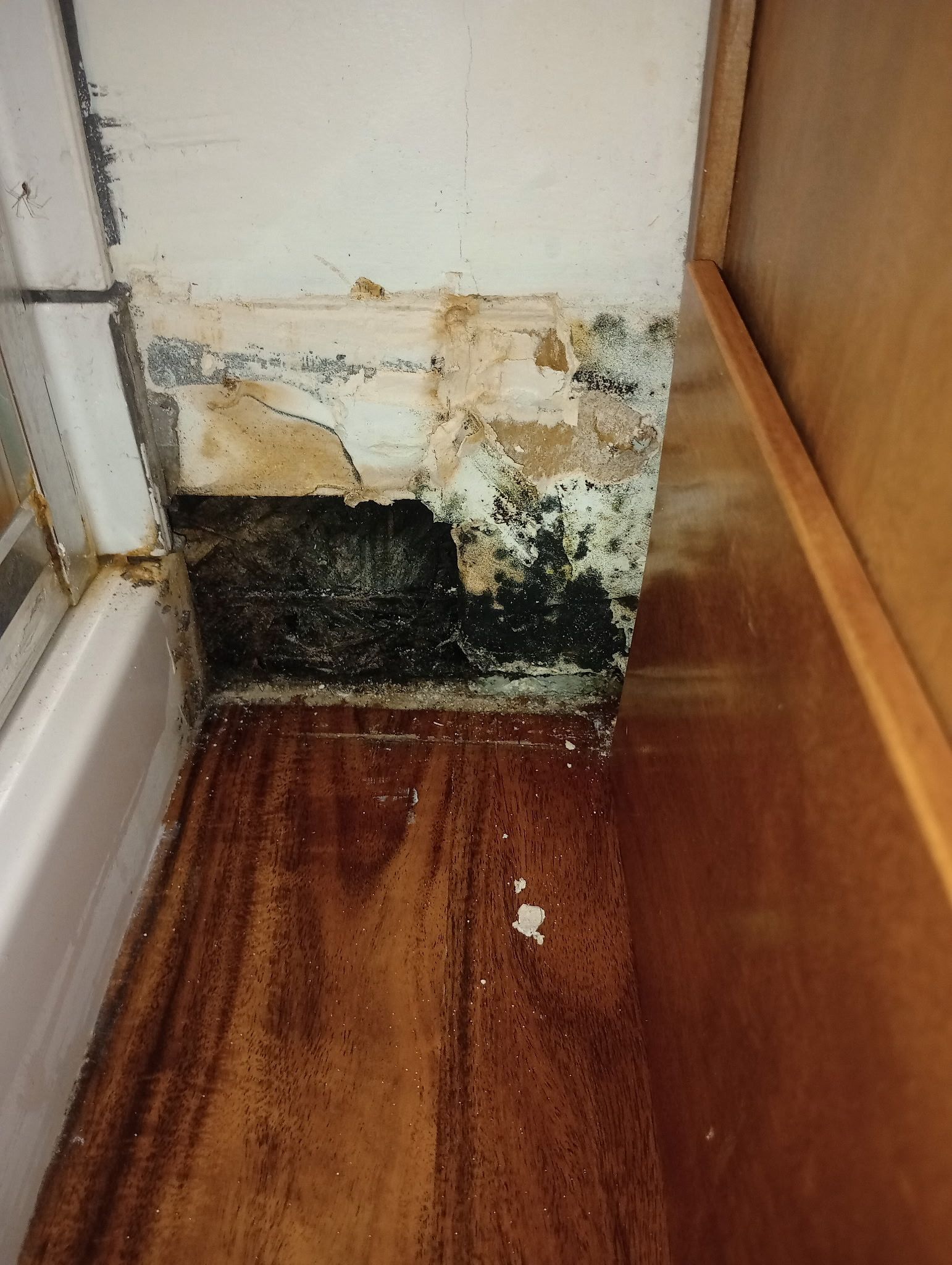 Water-damaged wall corner with mold, peeling paint, and stained wood flooring