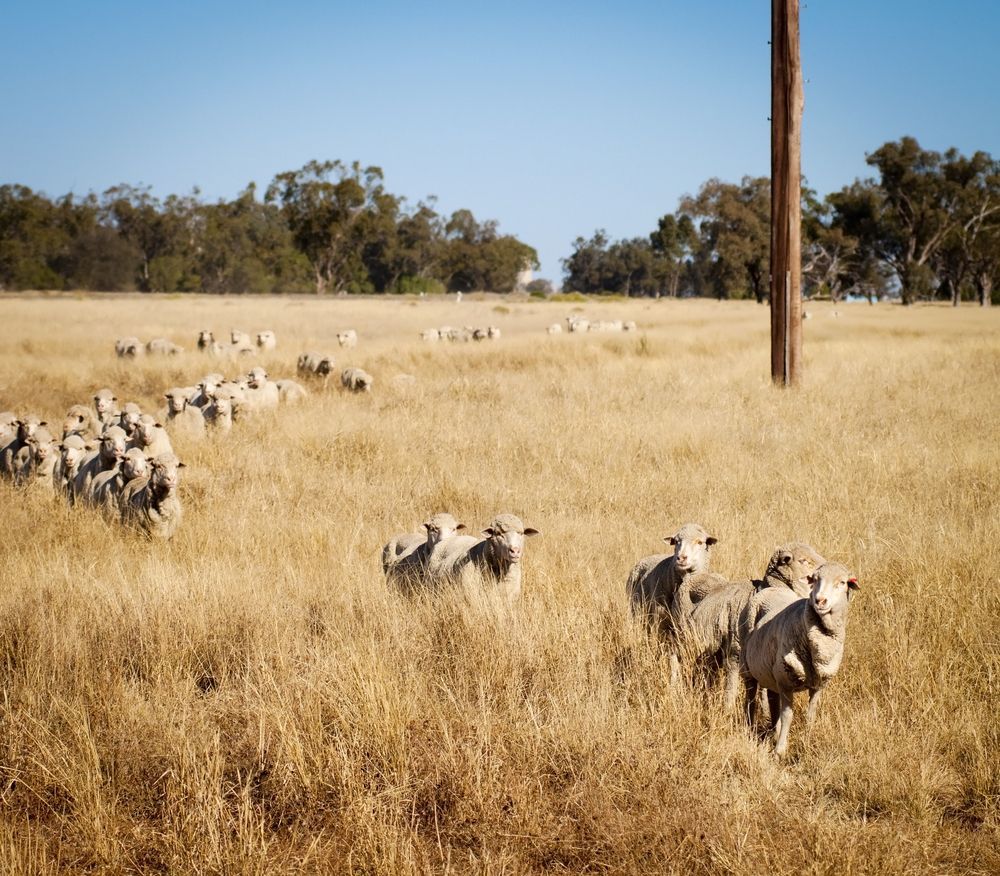 Sheep Grazing In A Dry Grassy Field With Scattered Trees — Southern Protein Systems in Glenquarry, NSW