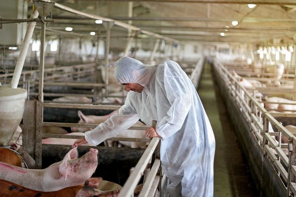 Worker In White Protective Suit Tending Pigs Inside A Livestock Barn — Southern Protein Systems in Glenquarry, NSW