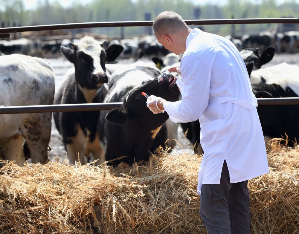 Veterinarian Examining A Cow In A Barnyard — Southern Protein Systems in Glenquarry, NSW