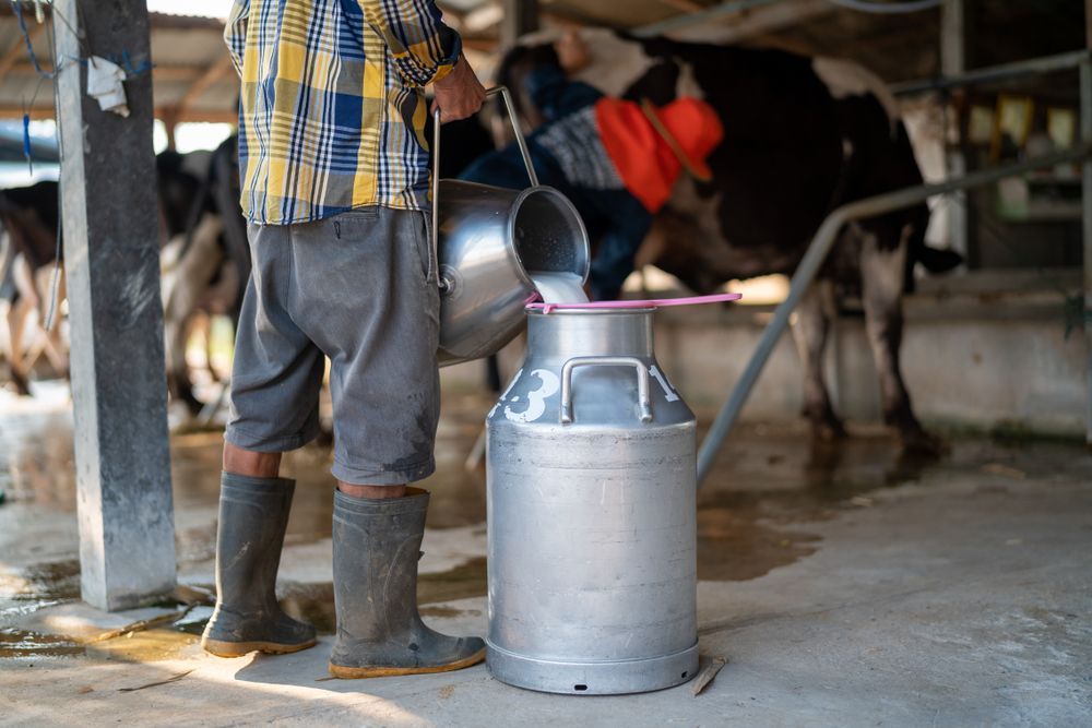 Farmer Pouring Milk Into A Metal Can Beside A Cow In A Barn — Southern Protein Systems in Glenquarry, NSW