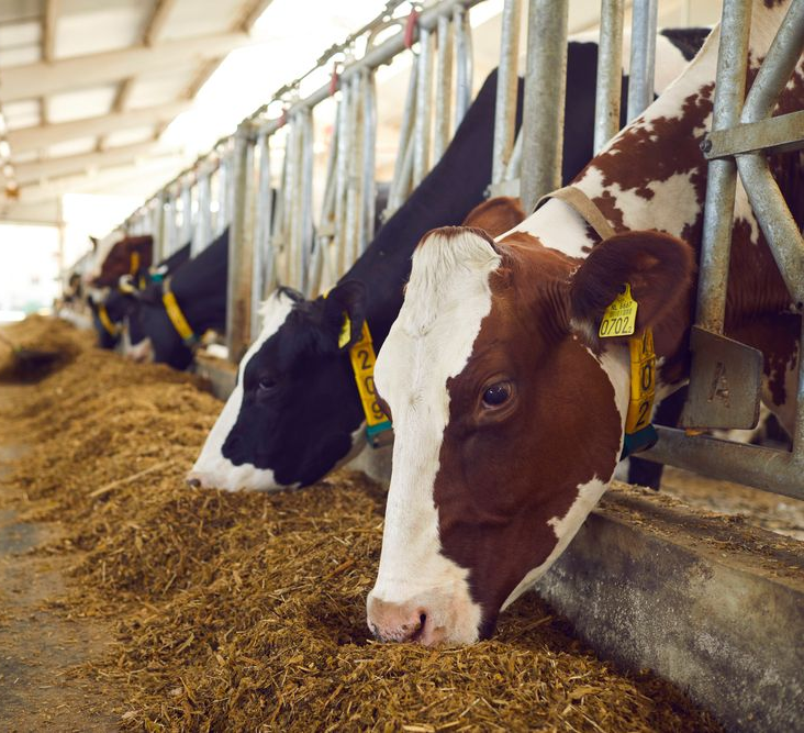 Cows Eating Hay In A Barn, Lined Up At A Feeding — Southern Protein Systems in Glenquarry, NSW