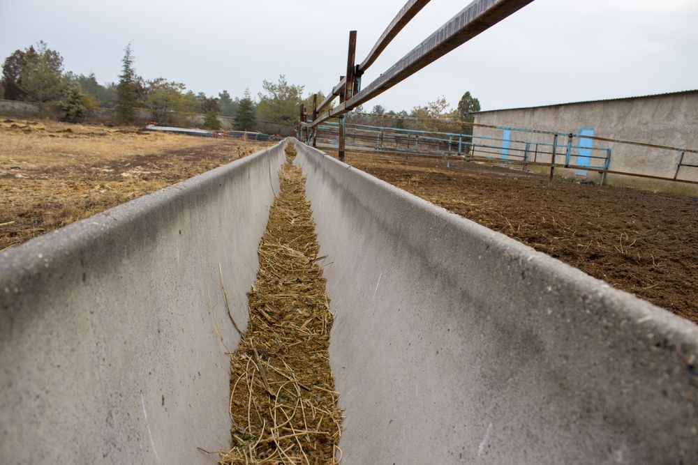 Cows Drinking From A Long Concrete Trough In A Dry Pasture — Southern Protein Systems in Glenquarry, NSW