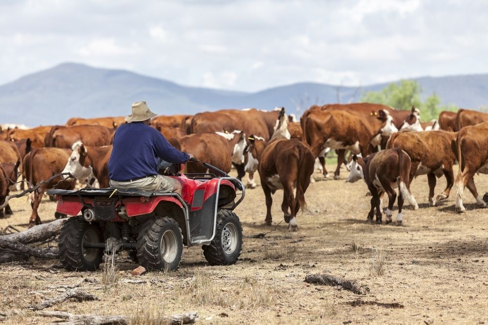 Person On Red ATV Herding Cattle In A Dusty Field — Southern Protein Systems in Glenquarry, NSW