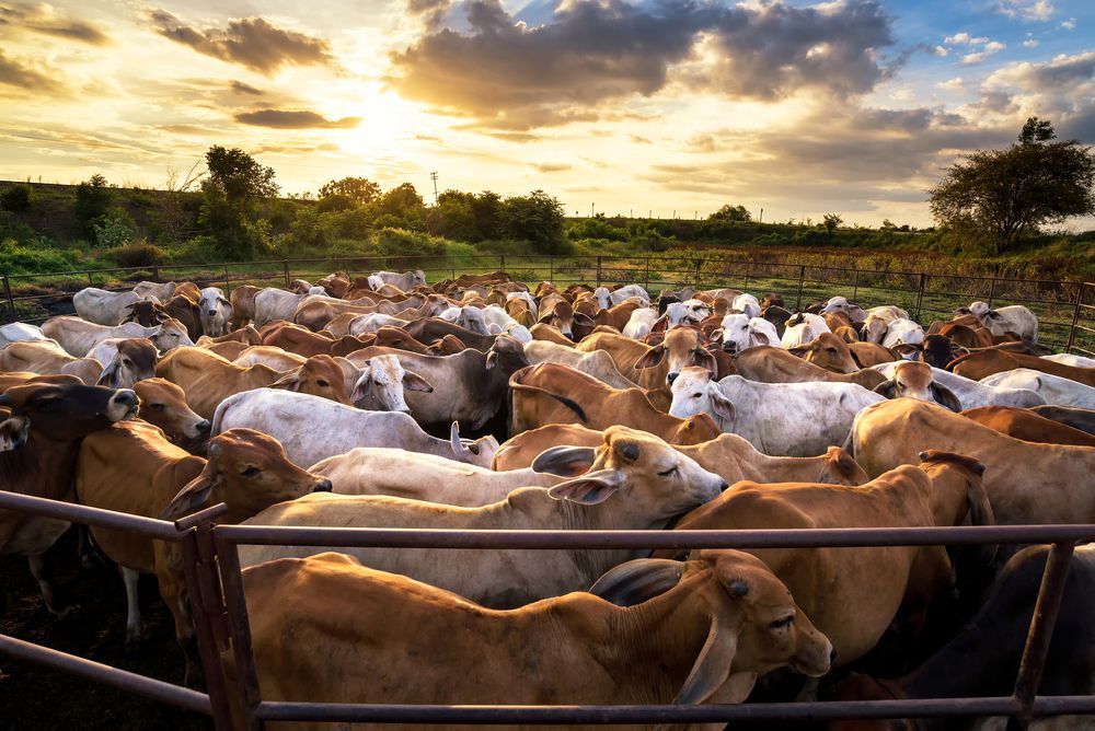 Cows Drinking From A Long Concrete Trough In A Dry Pasture — Southern Protein Systems in Glenquarry, NSW